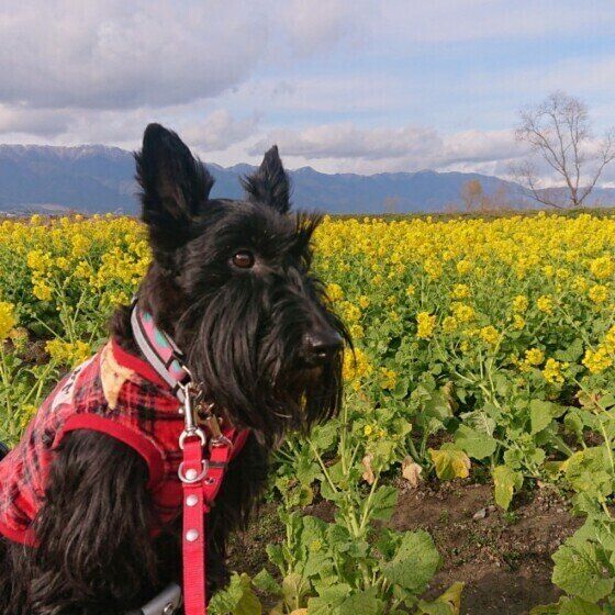 菜の花とスコティッシュ・テリア