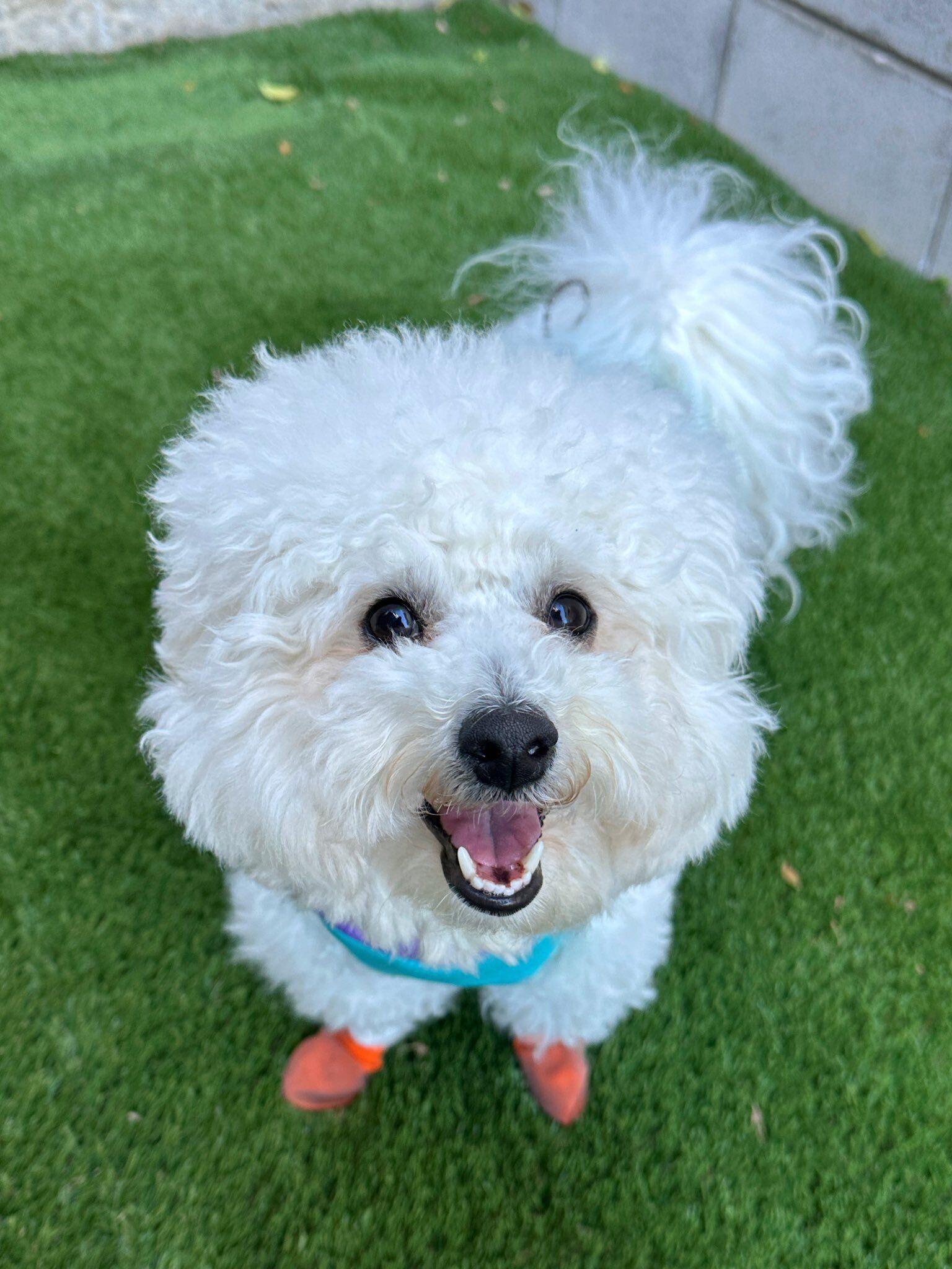 うれしそうな表情で飼い主さんを見つめるむんちゃん