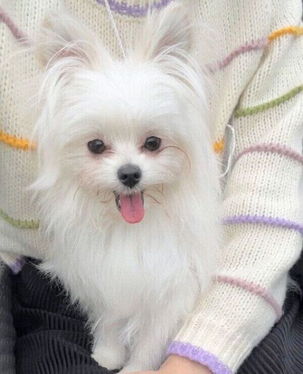 笑顔がキュートなかわいーぬちゃん