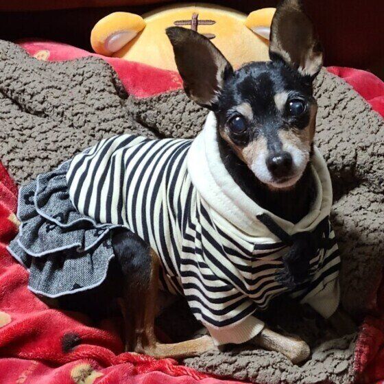 ミニチュア・ピンシャーの花ちゃん