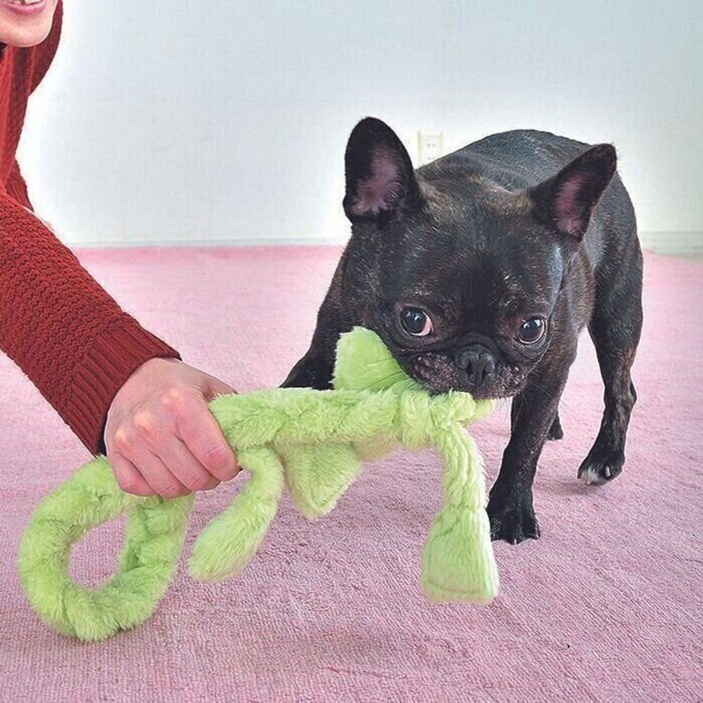 あま噛みが本気噛みになる前に 愛犬に噛まれたときにしてはいけないことって いぬのきもちweb Magazine あま噛みが本気噛みになる前に 愛犬に噛まれたときにしてはいけないことって いぬのきもちweb Magazine