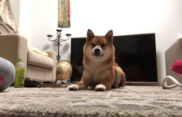 こんにちはの練習をする柴犬