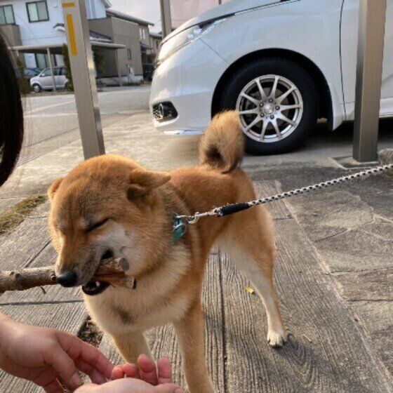 柴の七花ちゃん