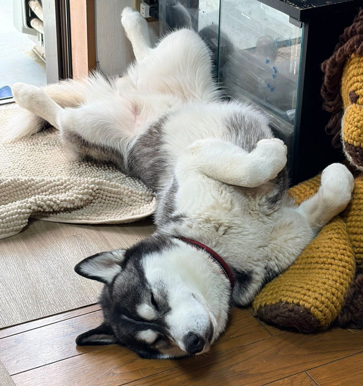 ヘソ天寝をする銀慈くん