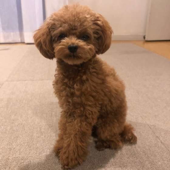 トイ・プードル