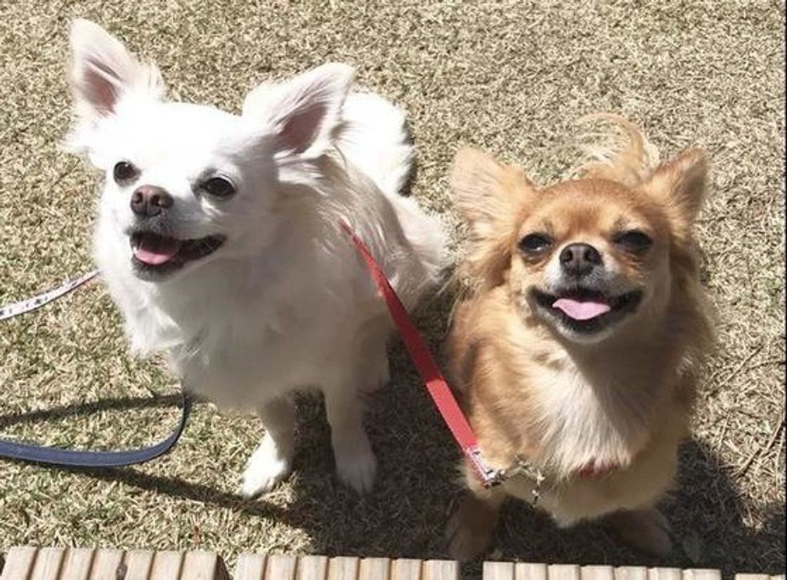 室内犬でも散歩は必要 散歩のメリットと適切な量を知ろう いぬのきもちweb Magazine 室内犬でも散歩は必要 散歩のメリットと適切な量を知ろう いぬのきもちweb Magazine