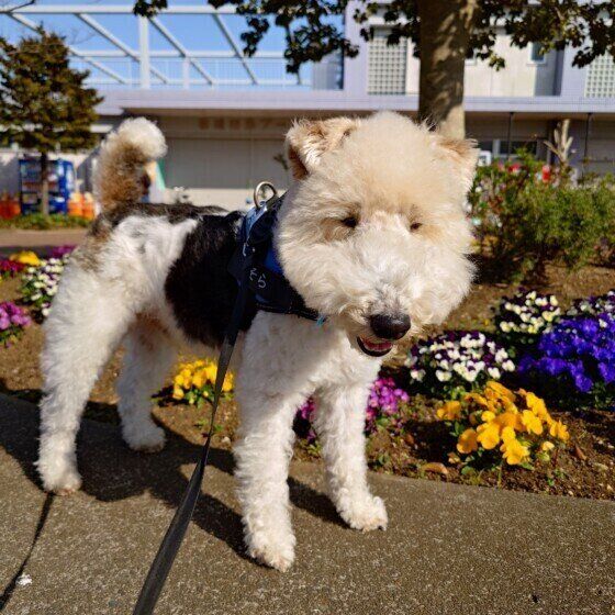  ふわふわのワイアー・フォックス・テリア