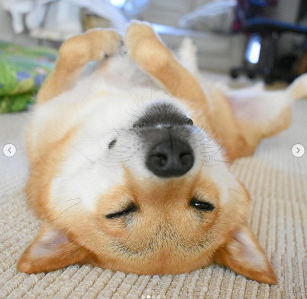 ヘソ天で寝る柴犬