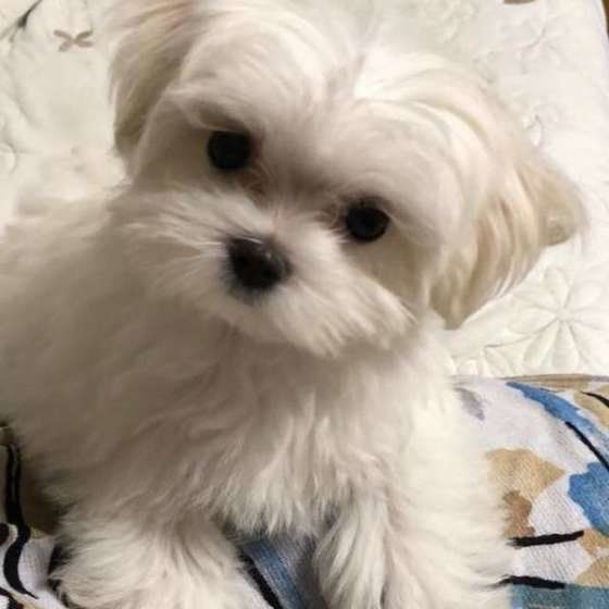 元気な女の子、マルチーズのモコ