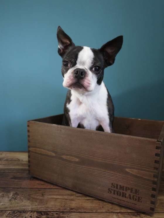 ボストンテリアのオリーブちゃん