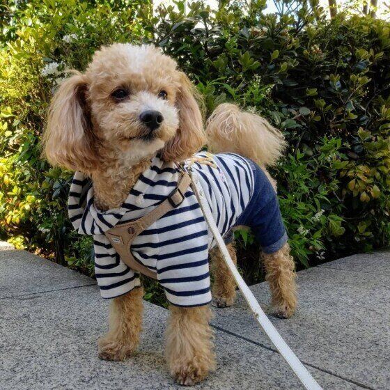 注意したい散歩中の誤飲、落ちているゴミやマスクに犬を近づけないで！ いぬのきもち