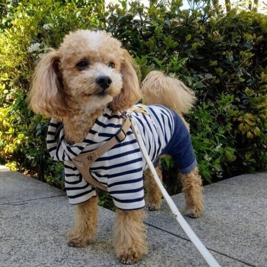 注意したい犬の散歩中の誤食 落ちているゴミやマスクに犬を近づけないで いぬのきもちweb Magazine 注意したい犬の散歩中の誤食 落ちているゴミやマスクに犬を近づけないで いぬのきもちweb Magazine