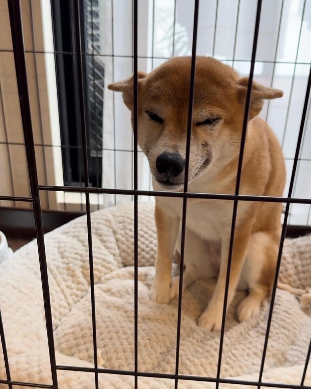 “ヒコーキ耳”になるつくねちゃん