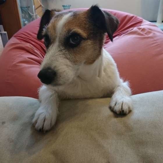 ジャック・ラッセル・テリアのあんこちゃん