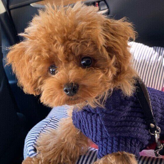 ワンワン ギャンギャン 犬が力強く吠えるときの3つの気持ちとは いぬのきもちweb Magazine