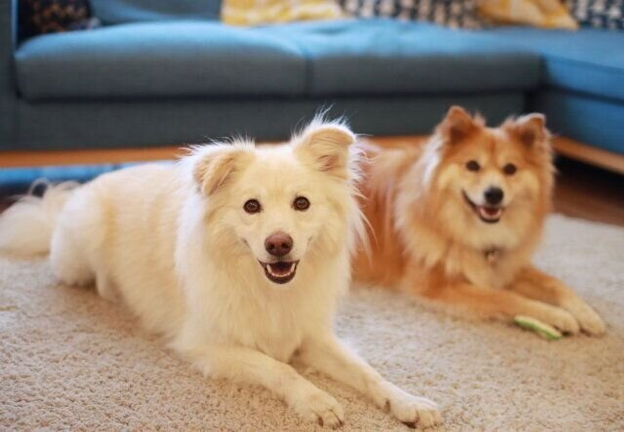 大福の にじゅうまる なところ 穴澤賢の犬のはなし うちのコにじゅうまる いぬのきもちweb Magazine 大福の にじゅうまる なところ 穴澤賢の犬のはなし うちのコにじゅうまる いぬのきもちweb Magazine