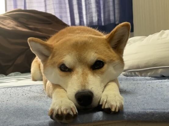 まだ起きたくな い 前足の間に顔を挟んでアピールする柴犬 いぬのきもちweb Magazine