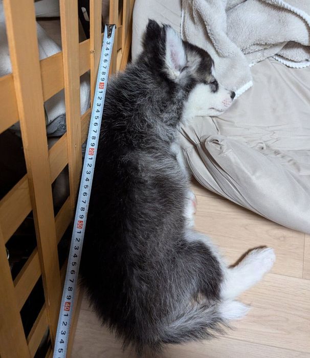 生後2カ月のころに撮影した爽くん