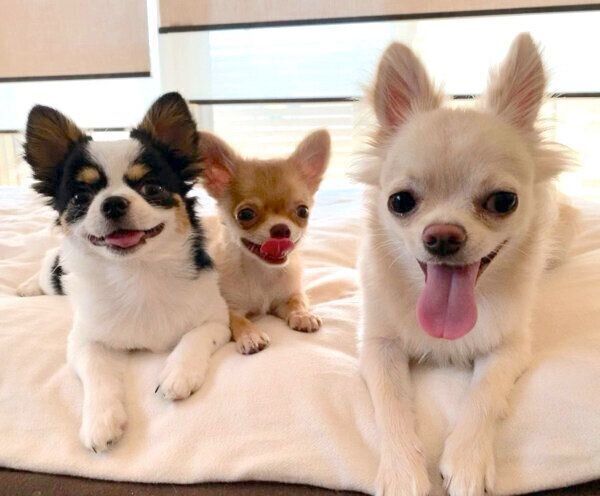 仲良しなぶーちゃん、ぜんちゃん、えびちゃん