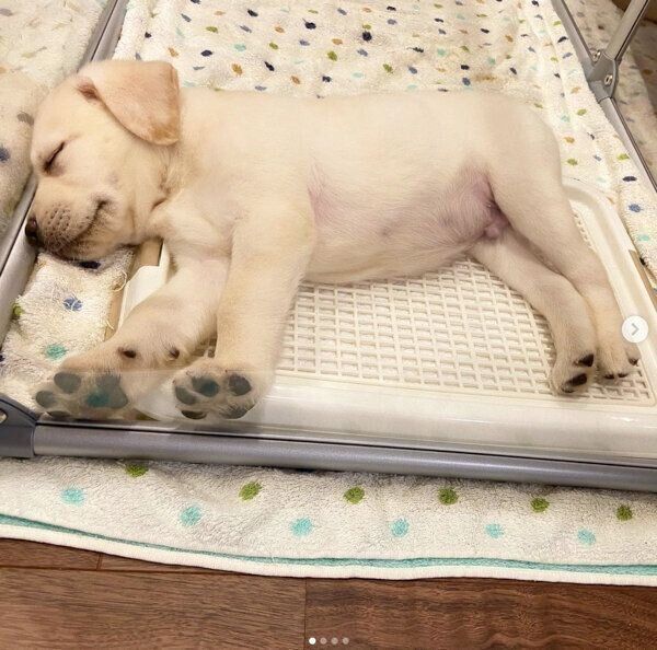 お迎え初日のイソくん