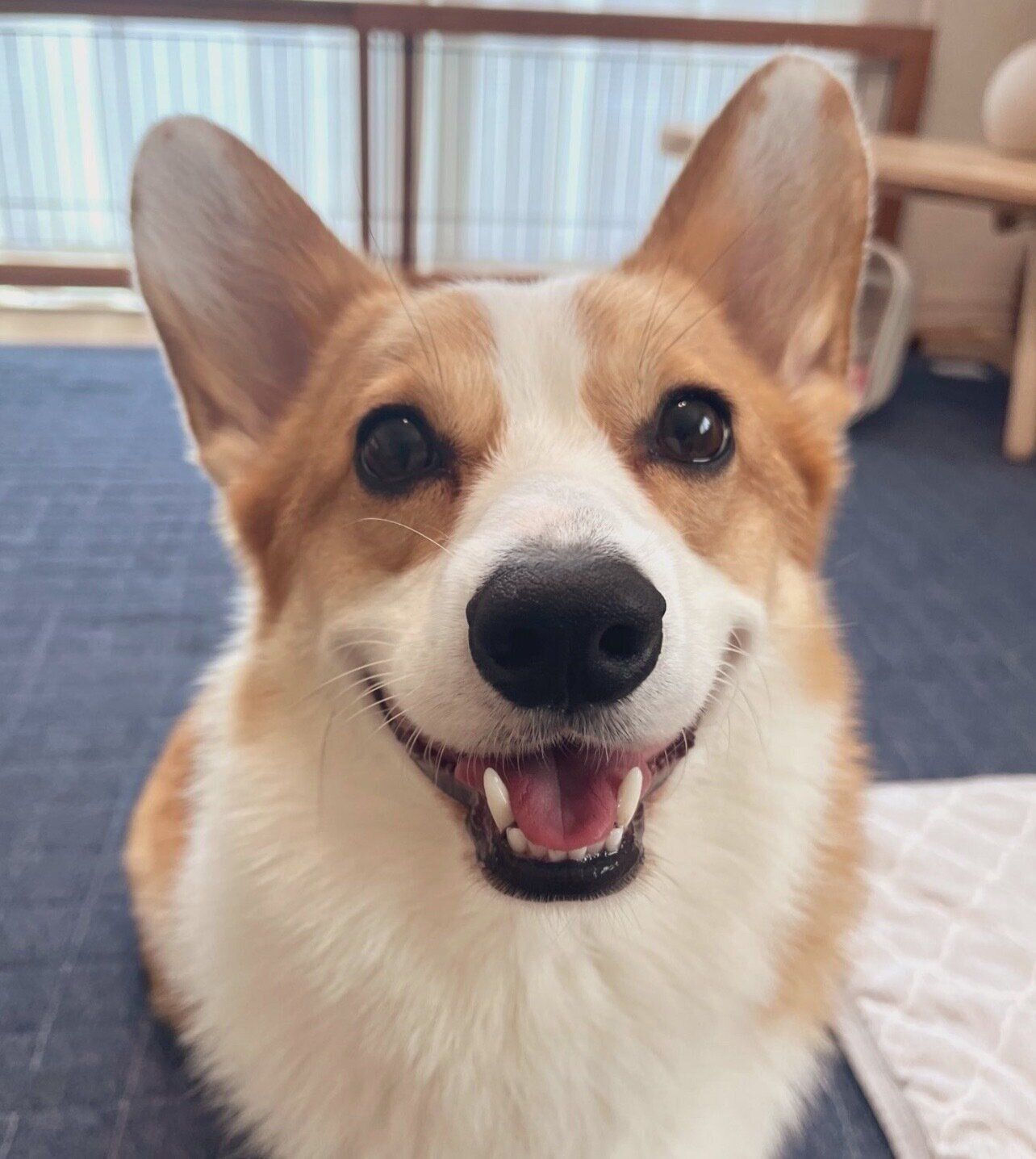 笑顔が可愛いルコスくん