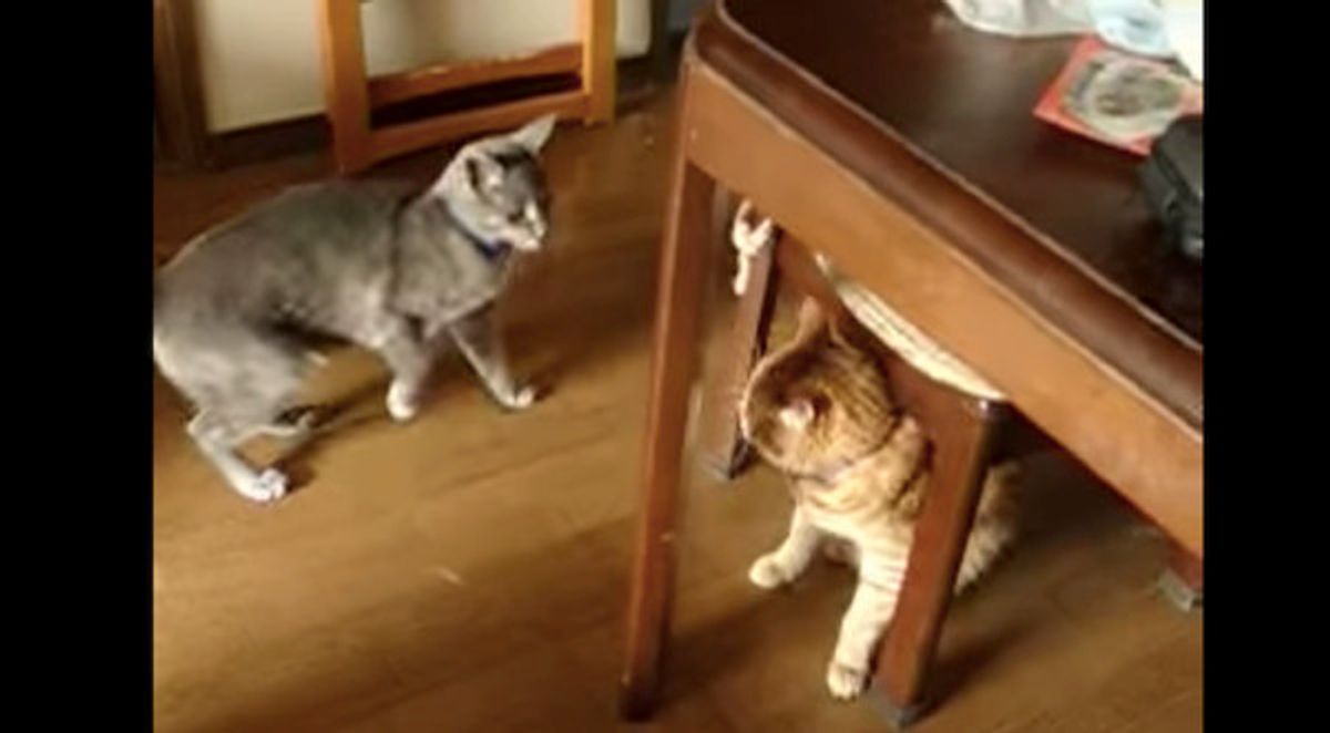 猫同士の喧嘩を仲裁するワンコ まさかの展開にニャンコたちは いぬのきもちweb Magazine 猫同士の喧嘩を仲裁するワンコ まさかの展開にニャンコたちは いぬのきもちweb Magazine