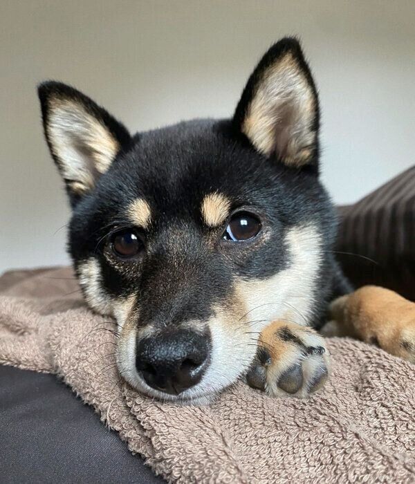 まったりするごまちゃん