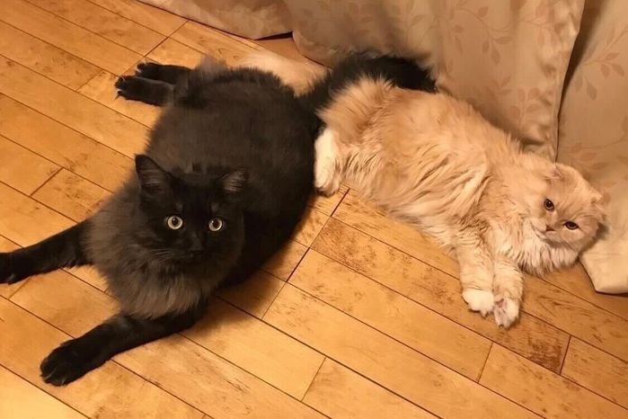 猫2匹 フローリング
