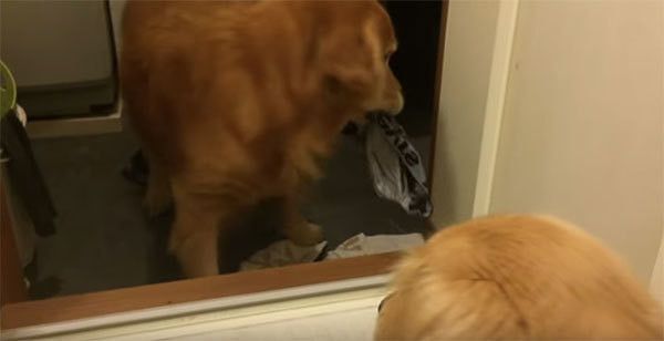 逃げるゴールデン・レトリーバー