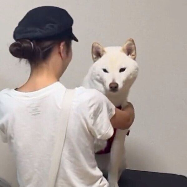 肩越しにおやつを見つめるもち吉くん