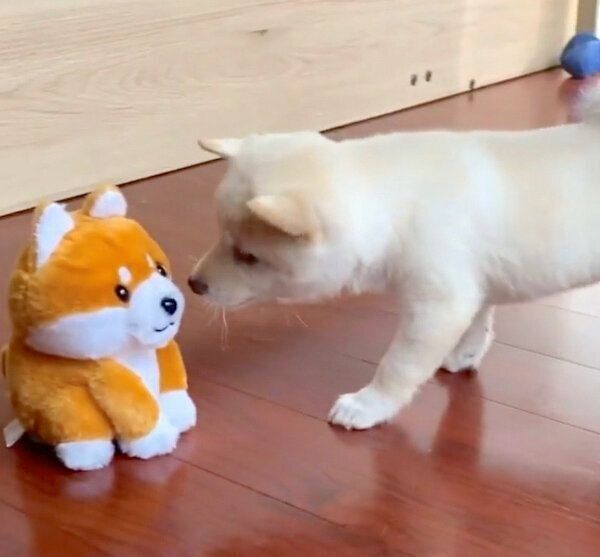 勇敢なモチ代さん