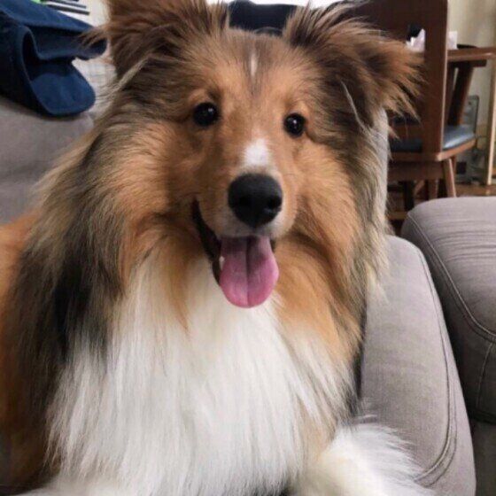 シェットランド・シープドッグ