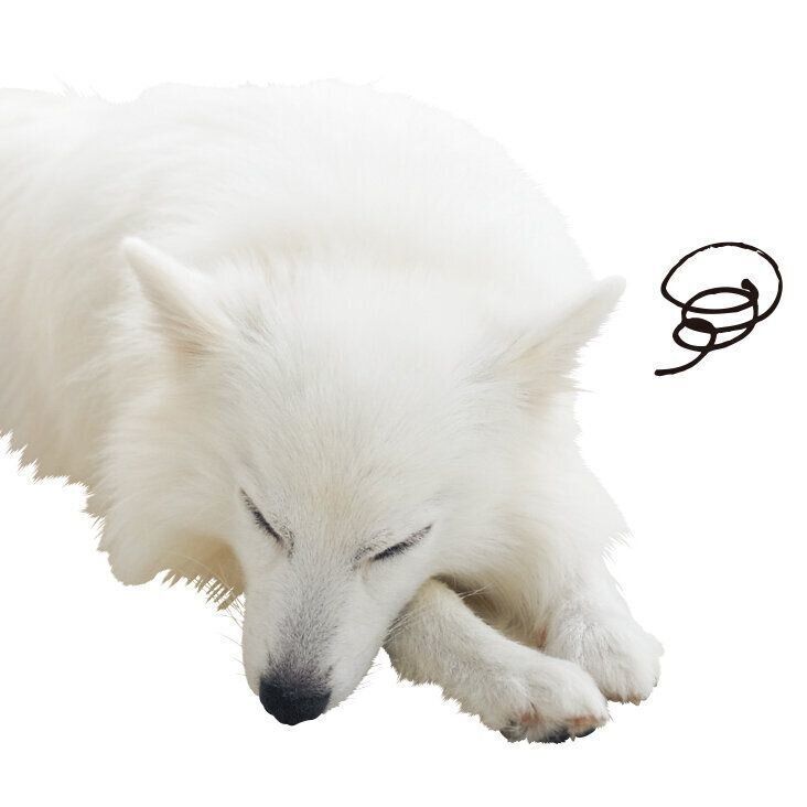 与える食事に悩んだら、かかりつけ医に相談しましょう