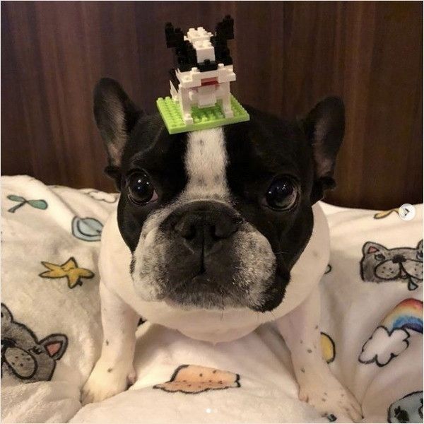 ワンコのプチブロック