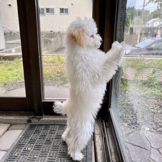 パパの帰りを待つプリンちゃん