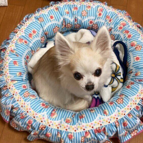 くつろぐチワワ