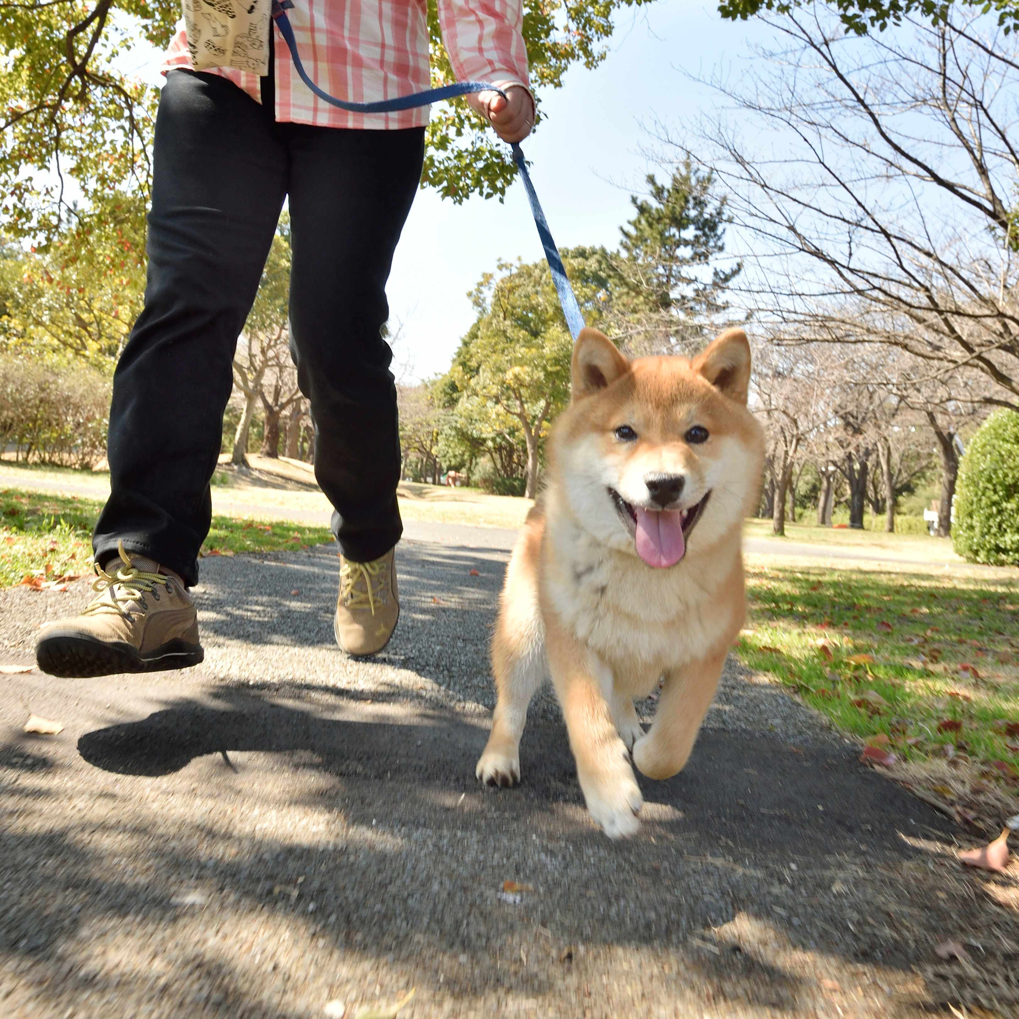 「いぬのきもち」2018年6月号