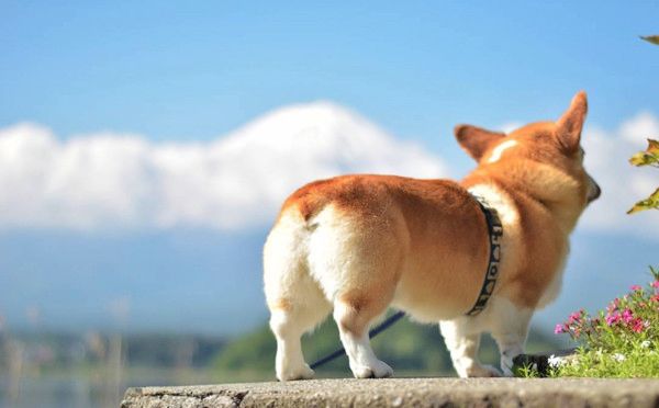 お尻がかわいいコーギー
