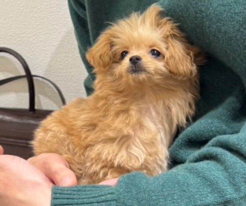 生後3カ月のおこめちゃん