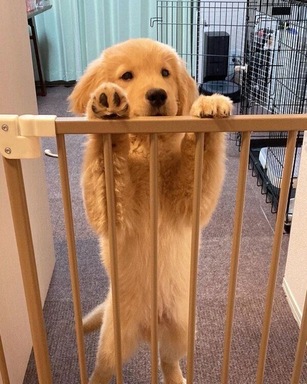 見つめるむぎくん