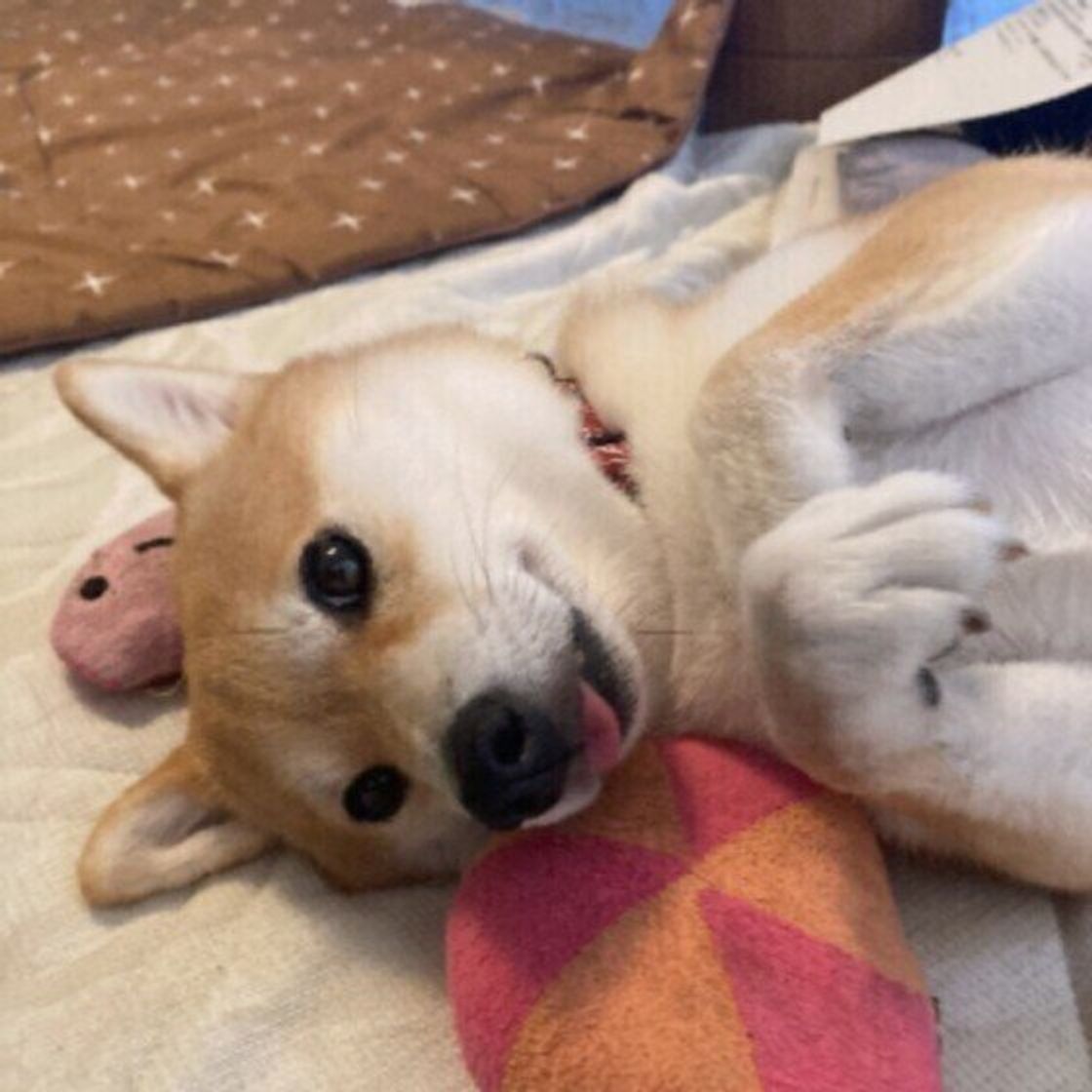 急に冷めたり 距離を保ちたがったり 柴犬の飼い主に聞いた 柴犬あるある が興味深い いぬのきもちweb Magazine 急に冷めたり 距離を保ちたがったり 柴犬の飼い主に聞いた 柴犬あるある が興味深い いぬのきもちweb Magazine