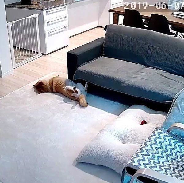 お留守番している柴犬