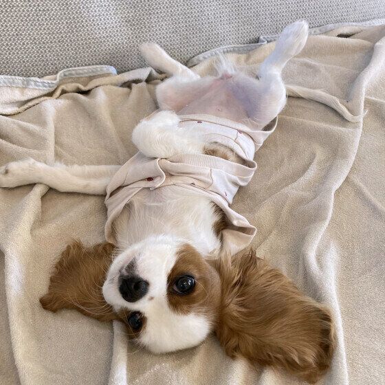 キャバリアのもちちゃん