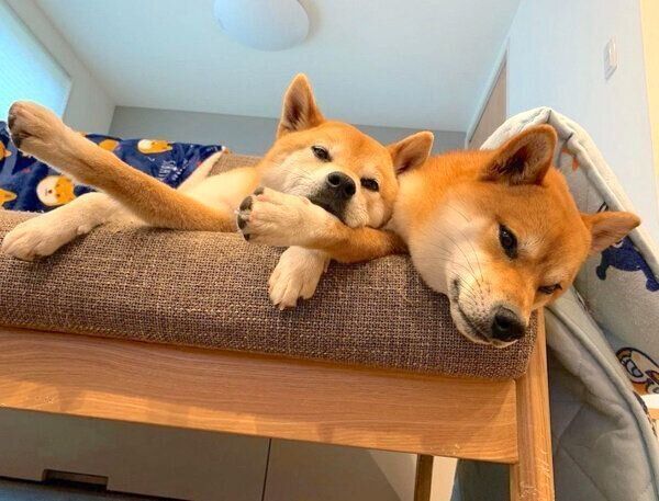 くつろぐわさびくんともずくくん