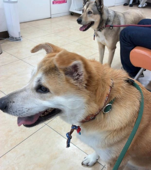 狂犬病の予防注射に来たあおしくん、りき丸くん
