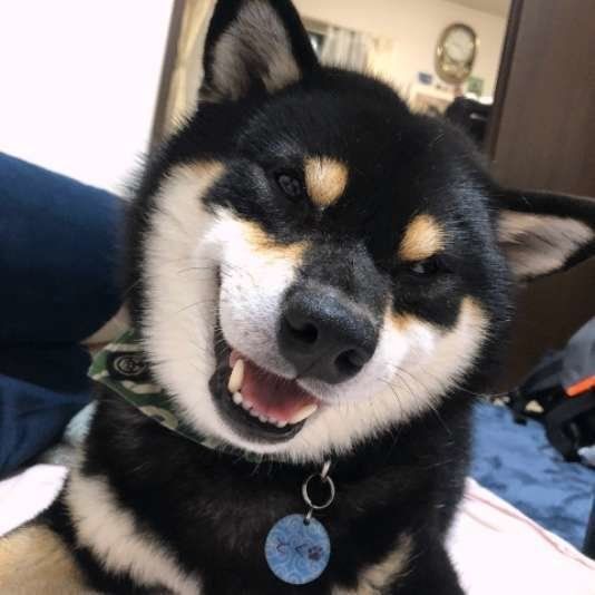 つぶらな瞳で見つめる柴犬