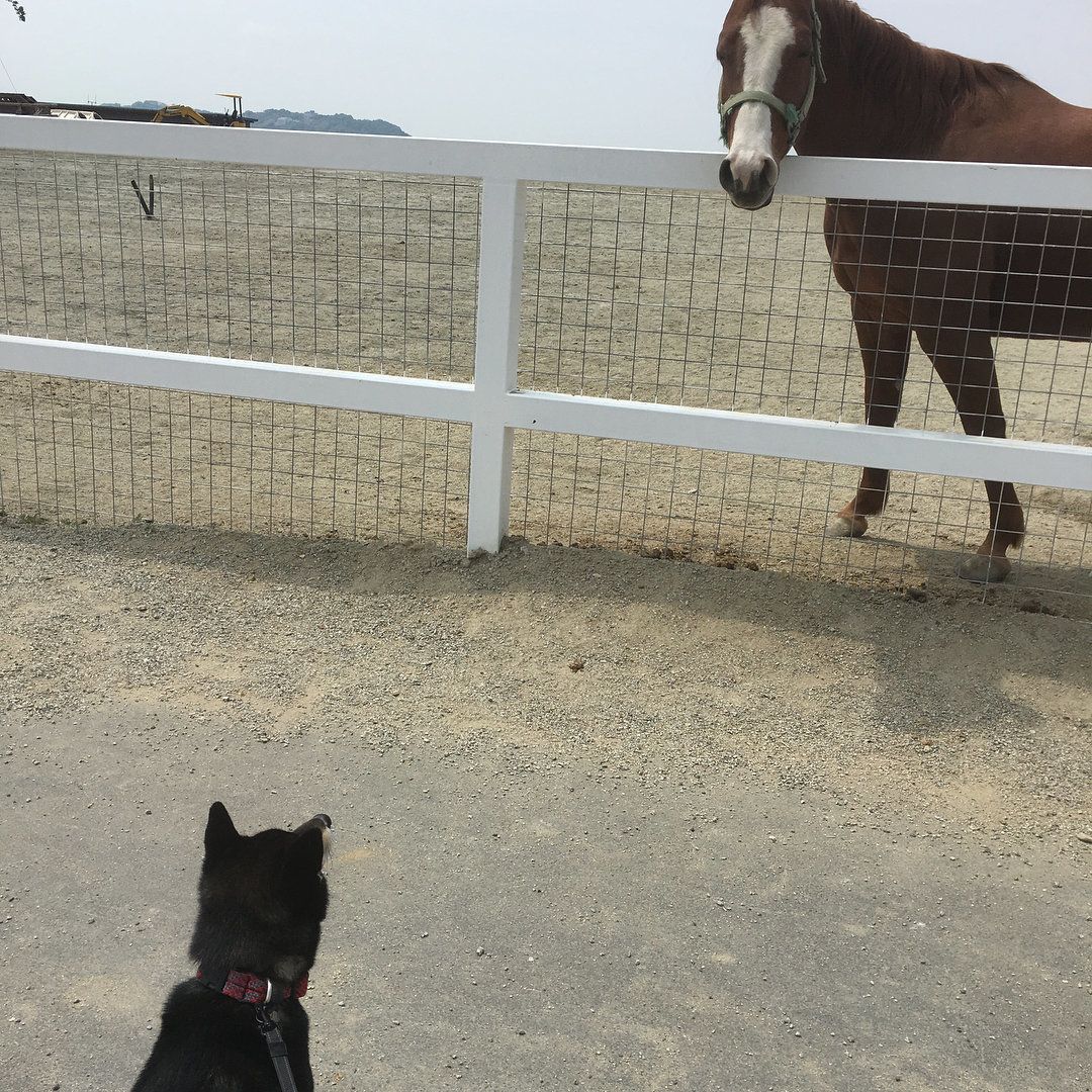 お馬さんとヅナくん