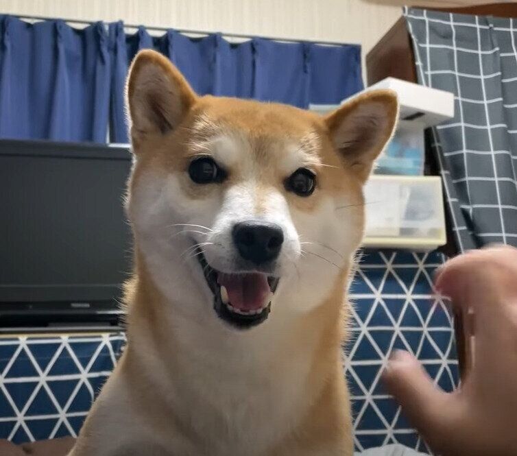 柴犬　ハナちゃん