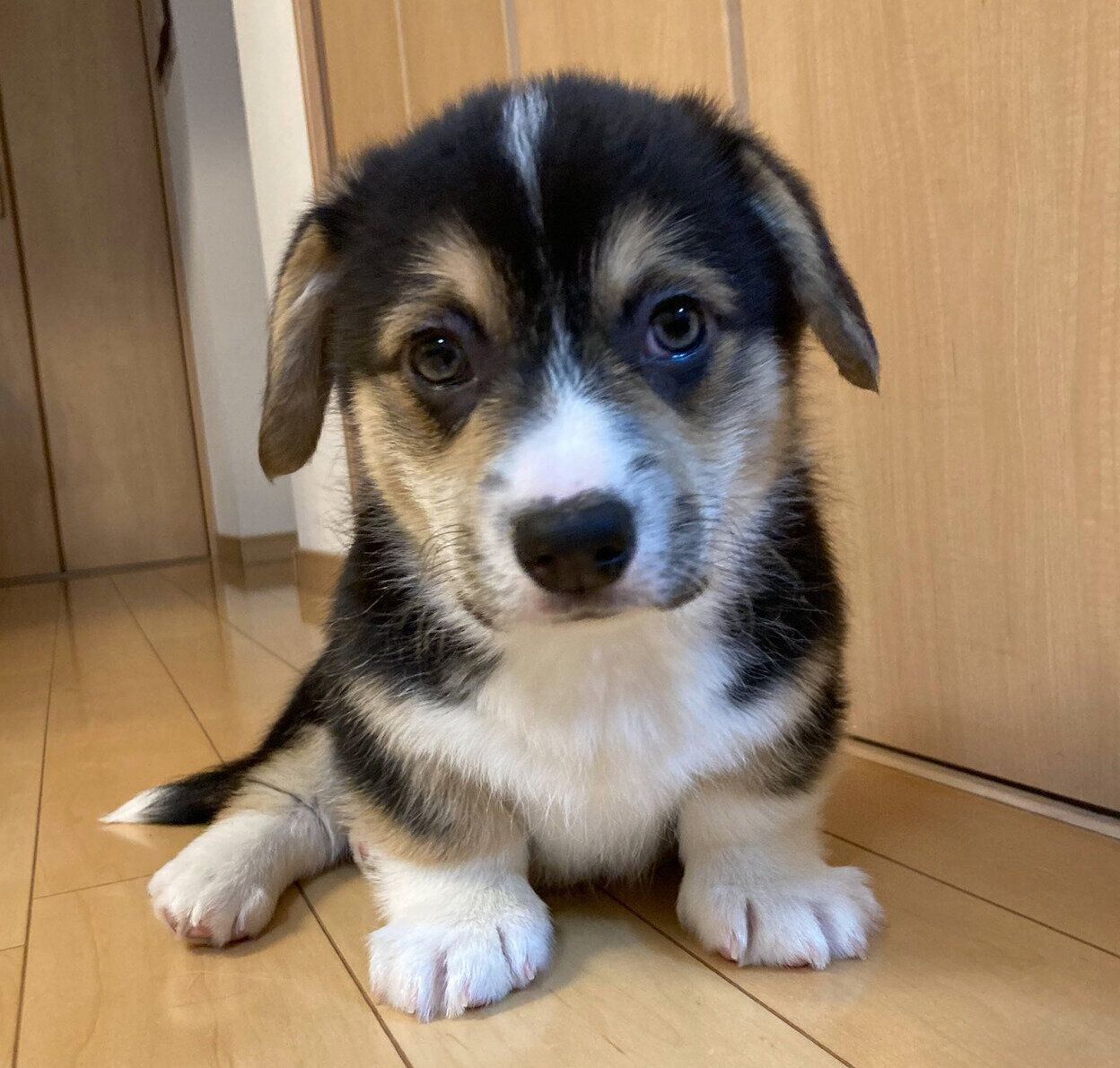 お迎え初日に撮影したくろまるくん