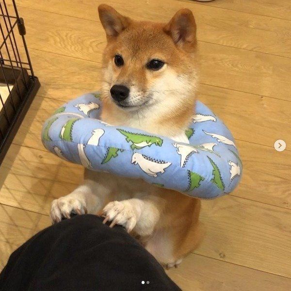 エリカラに埋もれる柴犬